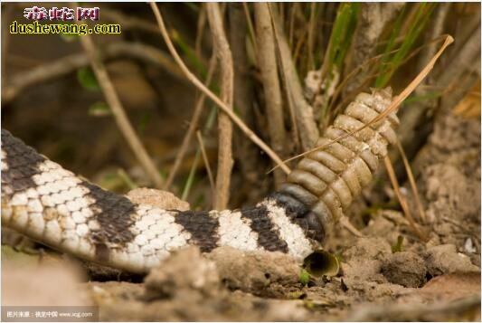 响尾蛇的尾巴图片