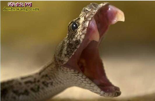 响尾蛇的图片 响尾蛇美图欣赏
