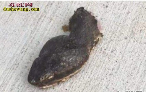 蛇被剪头张口攻击