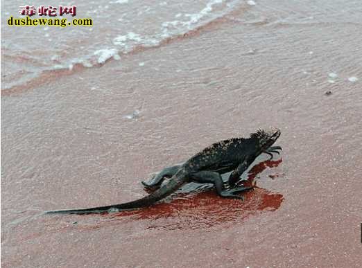 潜水员海底发现美人鱼 靠近看清类似于“不明蜥蜴类”海底生物