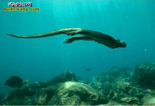 潜水员海底发现美人鱼 靠近看清类似于“不明蜥蜴类”海底生物