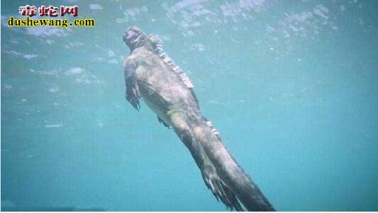 潜水员海底发现美人鱼 靠近看清类似于“不明蜥蜴类”海底生物
