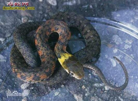 虎斑颈槽蛇大陆亚种