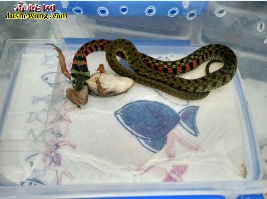虎斑颈槽蛇怎么样养?