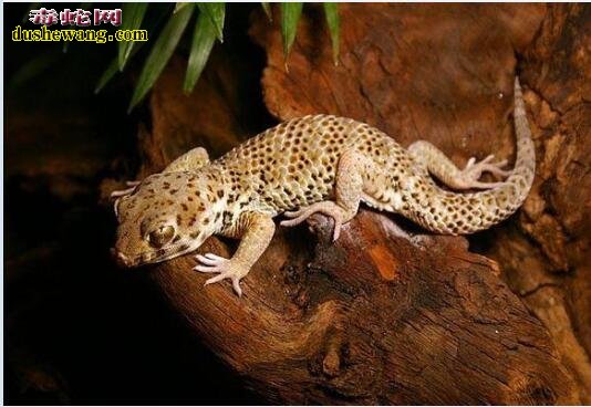 蛙眼守宫图片10