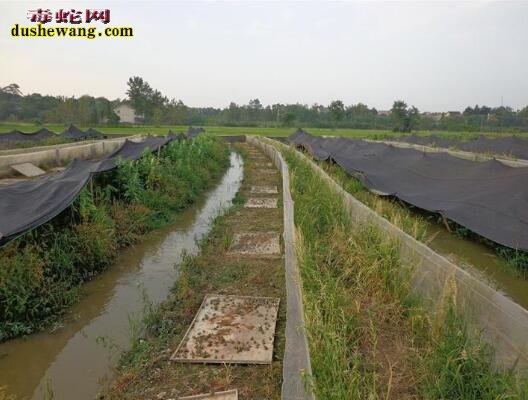 青蛙怎么养殖