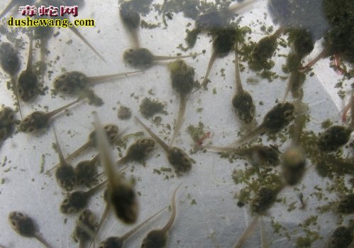 青蛙怎么养殖