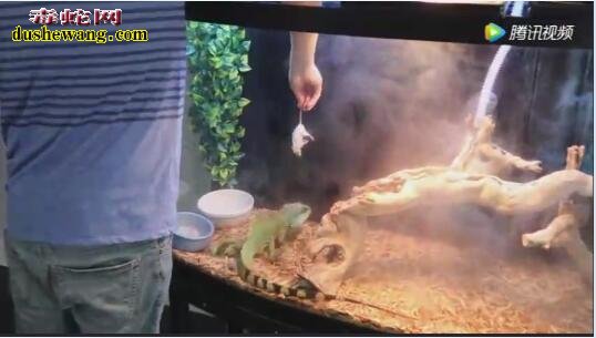 水龙蜥蜴喂食小白鼠视频截图1