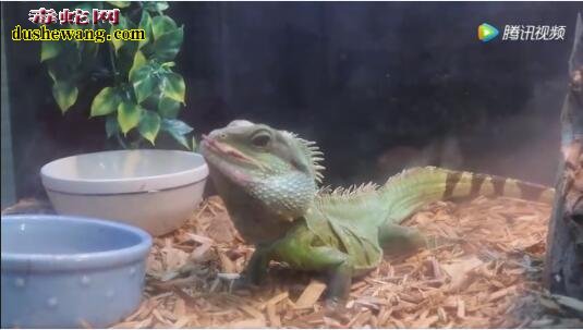 水龙蜥蜴喂食小白鼠视频截图9