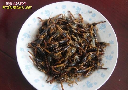 油炸蝎子图片4