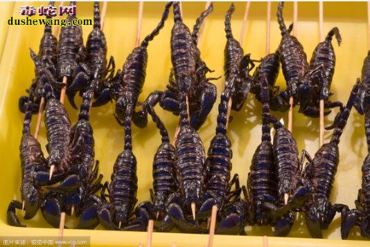 油炸蝎子图片6
