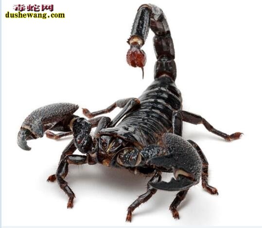 非洲帝王蝎图片3