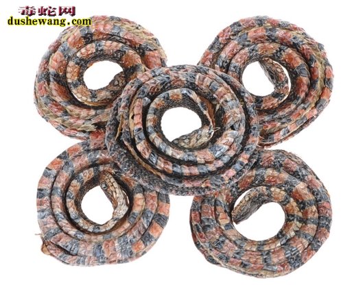 【白花蛇干】百花蛇干是什么蛇干?功效与作用有哪些?