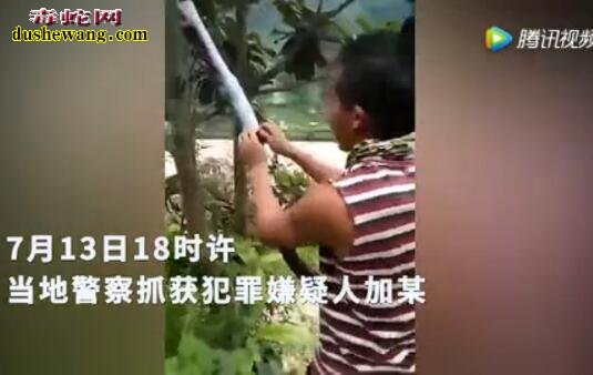 微信惹的祸:云南村民捕杀眼镜王蛇煮吃 被森林公安抓获立案