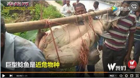 世界上最大的鲶鱼:印度村民捕获250斤鲶鱼 成为盘中餐