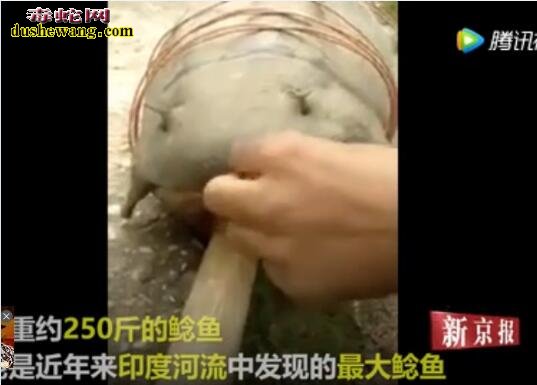 世界上最大的鲶鱼:印度村民捕获250斤鲶鱼 成为盘中餐