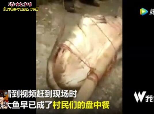 世界上最大的鲶鱼:印度村民捕获250斤鲶鱼 成为盘中餐