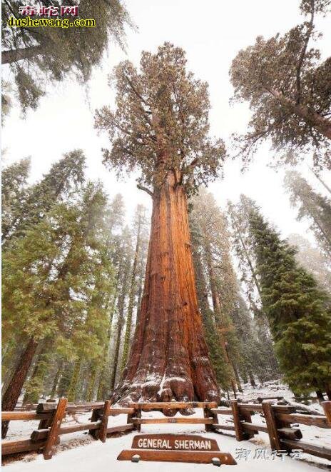 世界上最大的树 美国发现世界上最重的树 重达几千吨