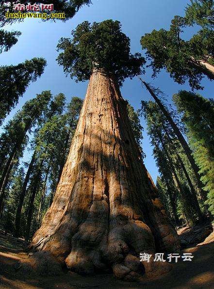 世界上最大的树 美国发现世界上最重的树 重达几千吨