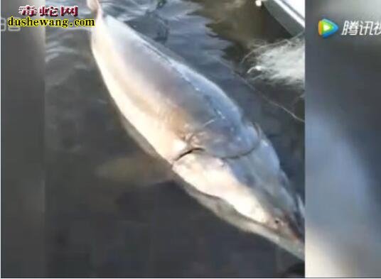 世界上最大的大鳇鱼：渔民捕获389斤大鳇鱼