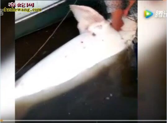 世界上最大的大鳇鱼：渔民捕获389斤大鳇鱼