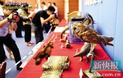 男子直播野外抓蛇