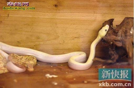 男子直播野外抓蛇