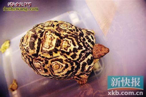 男子直播野外抓蛇
