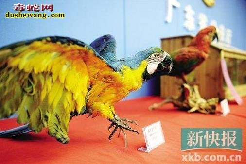 男子直播野外抓蛇