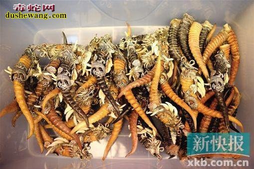 男子直播野外抓蛇