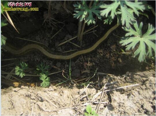 菜花蛇喜欢在什么地方 野外捕蛇寻找菜花蛇方法