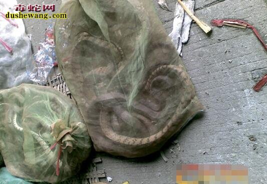 现在养蛇好卖吗?养蛇销售渠道怎么找?