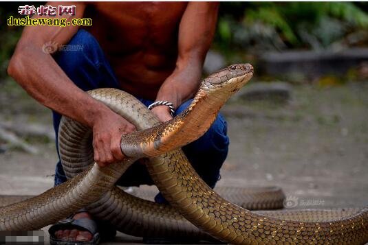 眼镜王蛇体重 眼镜王蛇的体重能达到多少斤