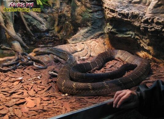 眼镜王蛇体重 眼镜王蛇的体重能达到多少斤