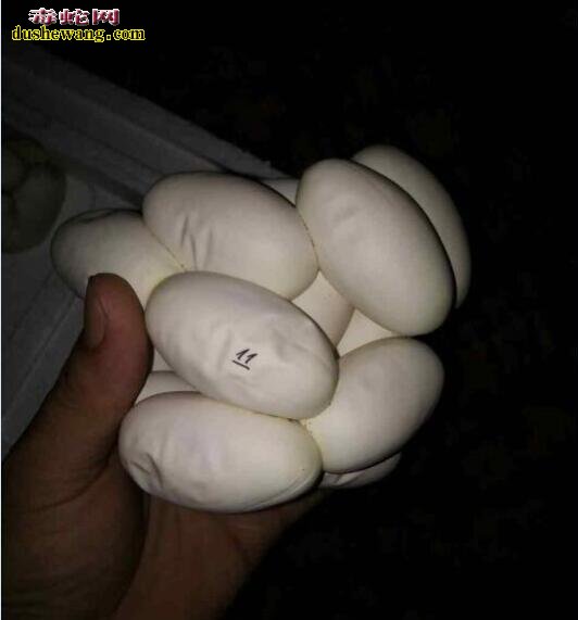 买蛇蛋切勿只看价格 蛇蛋质量决定蛇苗的开口率