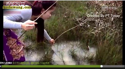 钓水蛇:看这妹子是如何钓水蛇的