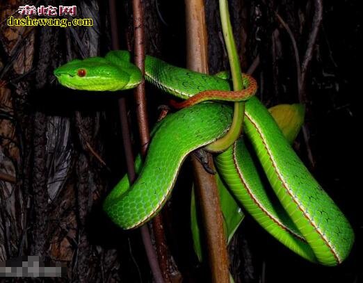 绿色的蛇都有哪些？