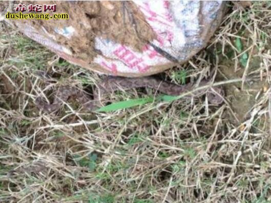 夏季毒蛇频频出没 万一被毒蛇咬伤该如何应对?