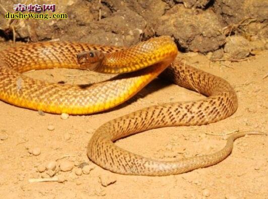 世界10大毒蛇 内陆太攀蛇被列在首位