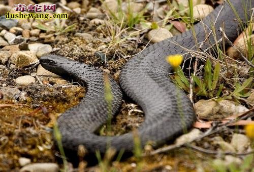世界10大毒蛇 内陆太攀蛇被列在首位