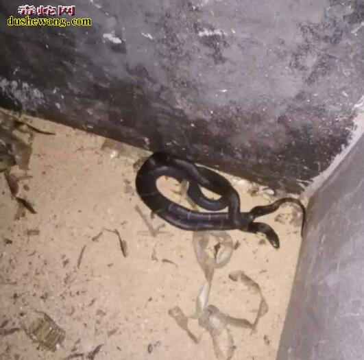 养蛇危险吗?投资养蛇有哪些风险?