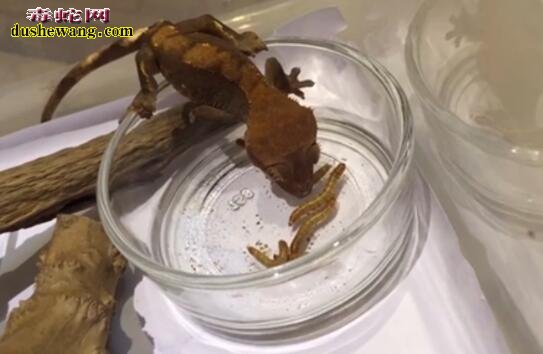 睫角守宫喂养