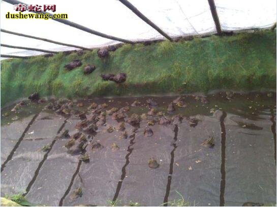 人工养殖青蛙 青蛙人工养殖技术及场地建造