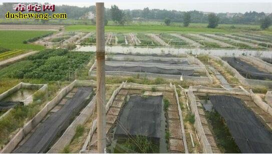 青蛙养殖前景 养殖青蛙赚钱吗?