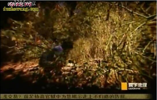 记录:科莫多巨蜥吃人图片1