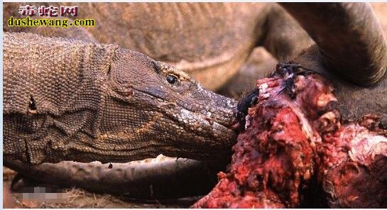 记录：科莫多巨蜥吃人图片3
