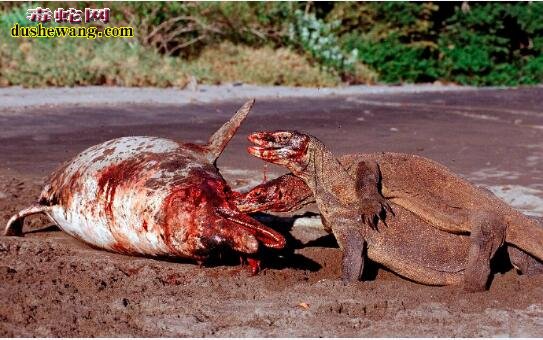 记录：科莫多巨蜥吃人图片5