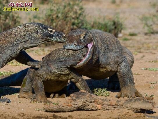 记录：科莫多巨蜥吃人图片7