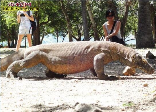 记录：科莫多巨蜥吃人图片8