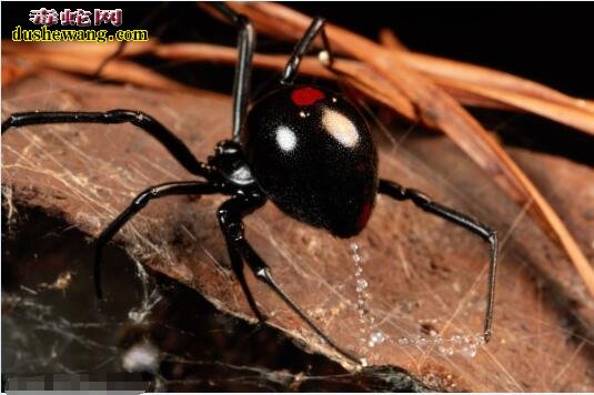 黑寡妇蜘蛛图片